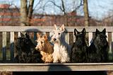 SCOTTISH TERRIER 153